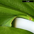 SpeciesSub: 'Trabzon'